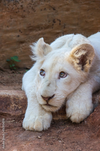 African White Lion cubs relax in the midday sun