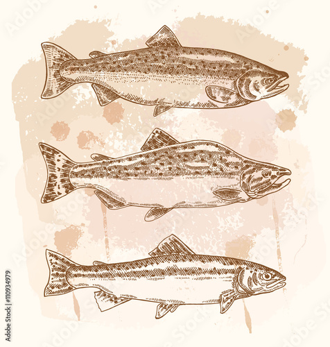 Hand drawn fish set. Vector illustration in sketch style.