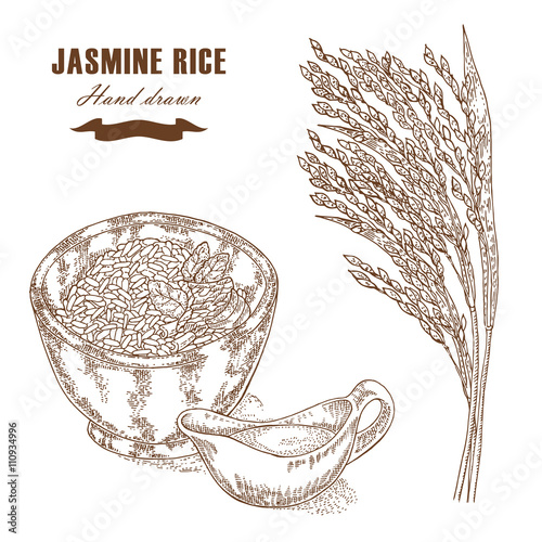 Thai jasmine rice in a bowl. Rice plant hand drawn. Vector