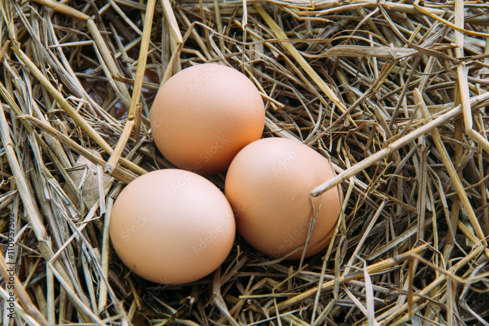 Fresh brown eggs