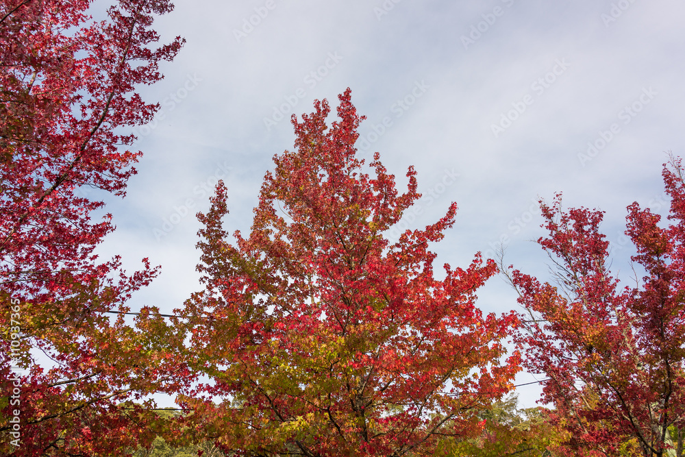Autumn foliage background. Red canopy leaves on tree Autumn foliage background. Red canopy leaves on tree