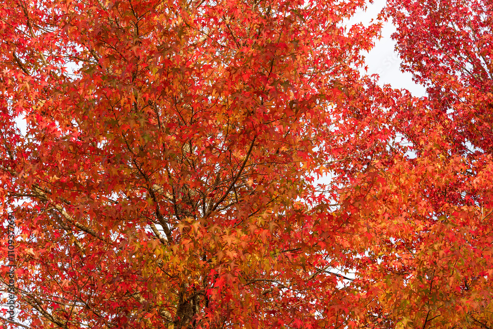 Autumn foliage background. Red maple leaves on tree