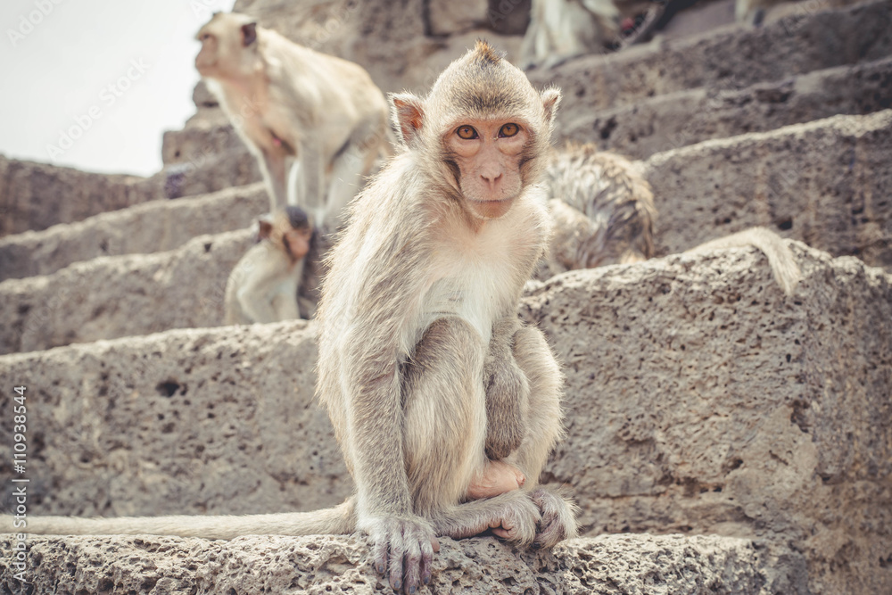 Monkey sitting on the archaeological ladder and look at the camera