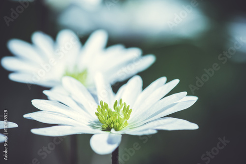 Anemone Blanda (Greek Windflower) in the garden. Shallow depth of field. Toned image. photo