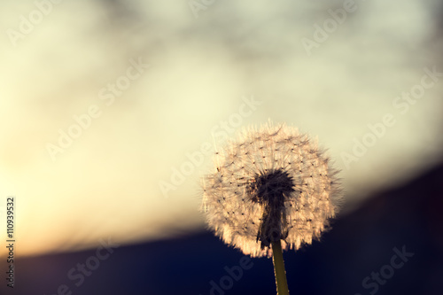 Beautiful background dandelion To Sunset - Freedom to Wish