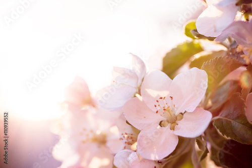 Beautiful blooming Apple trees in spring on a Sunny day. soft focus, natural blur