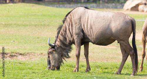Wildebeest eating grass.