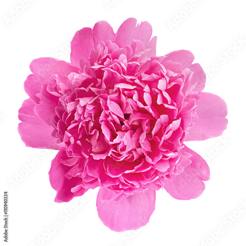 Fototapeta Naklejka Na Ścianę i Meble -  Peony flower on white