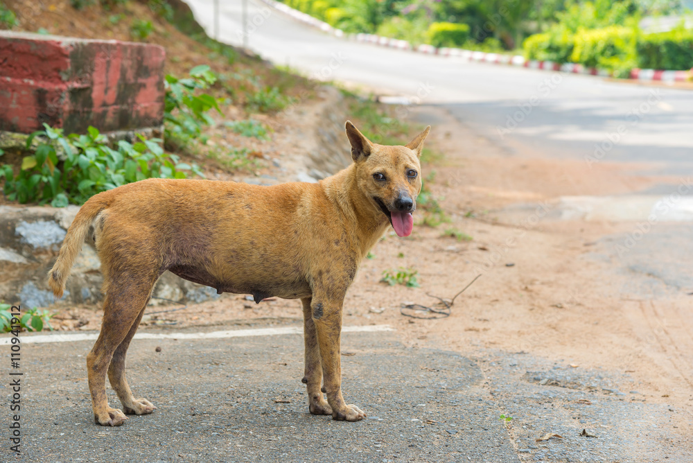 stray dog is breed native in Thailand