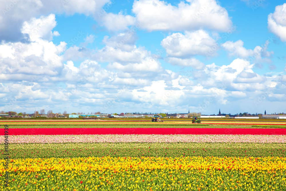 Tulip fields and blue sky, sunny spring day.