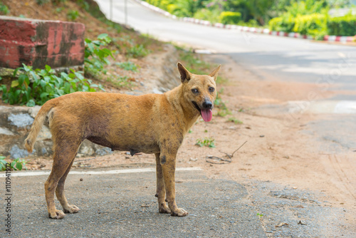 Fototapeta Naklejka Na Ścianę i Meble -  stray dog is breed native in Thailand