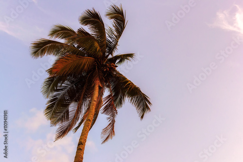 An image palm trees in the blue sunset sky