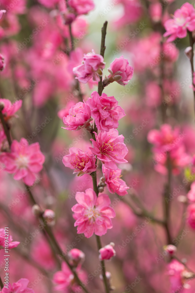 Lunar new year greeting with blossom flower at market in Vietnam Lunar new year greeting with blossom flower at market in Vietnam