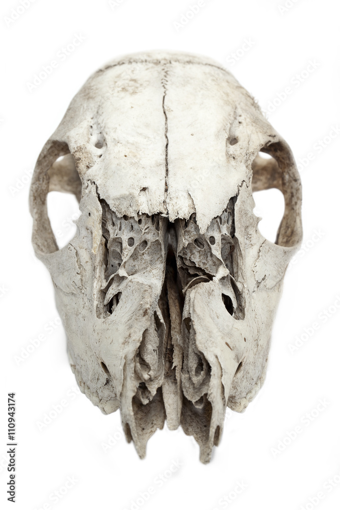 close-up shot of broken animal skull. Stock Photo | Adobe Stock