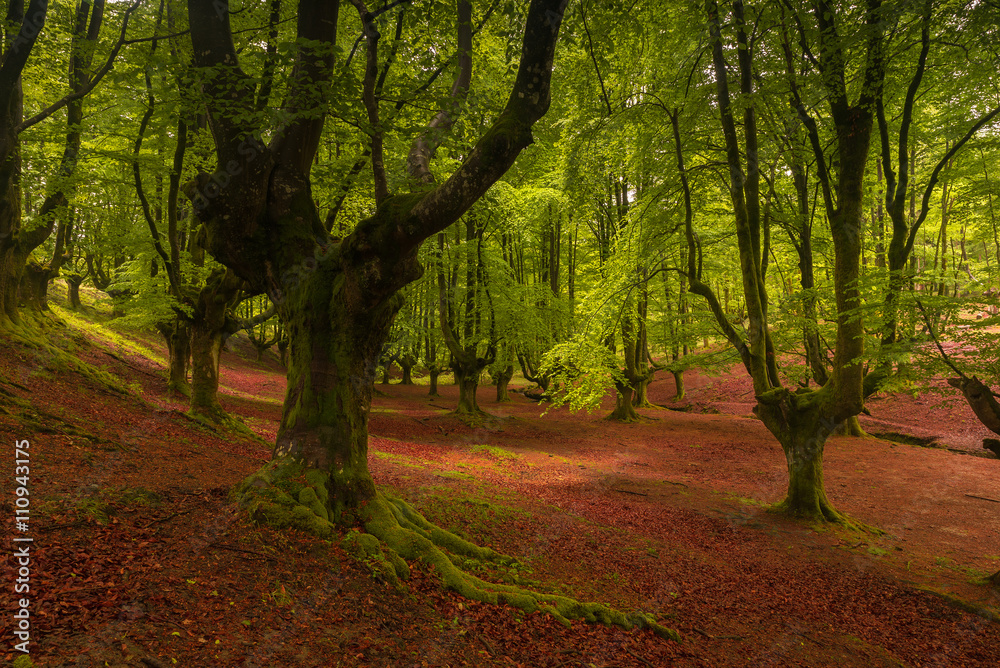 Beech tree forest, green spring leaves. Otzarreta, Basque Country, Spain Beech tree forest, green spring leaves. Otzarreta, Basque Country, Spain