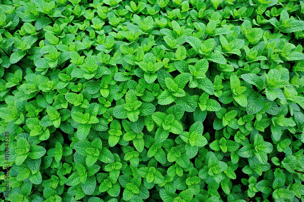 green mint plant grow at vegetable garden green mint plant grow at vegetable garden