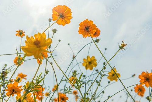Marigold and Cosmos flowers in the meadow