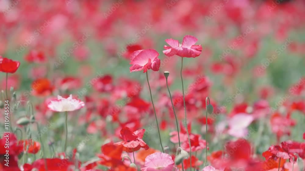 Shirley Poppy Flowers,at Showa Memorial Park,Tokyo,Japan,Filmed in 4K. Shirley Poppy Flowers,at Showa Memorial Park,Tokyo,Japan,Filmed in 4K.