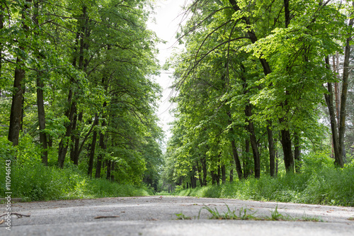 Alley in the park among lindens photo