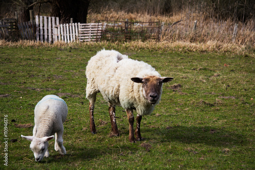 Lambs in a field in the Chilterns
