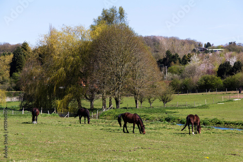 Horses in a field in the Chilterns