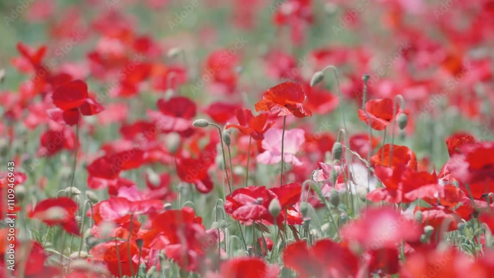 Shirley Poppy Flowers,at Showa Memorial Park,Tokyo,Japan,Filmed in 4K. Shirley Poppy Flowers,at Showa Memorial Park,Tokyo,Japan,Filmed in 4K.