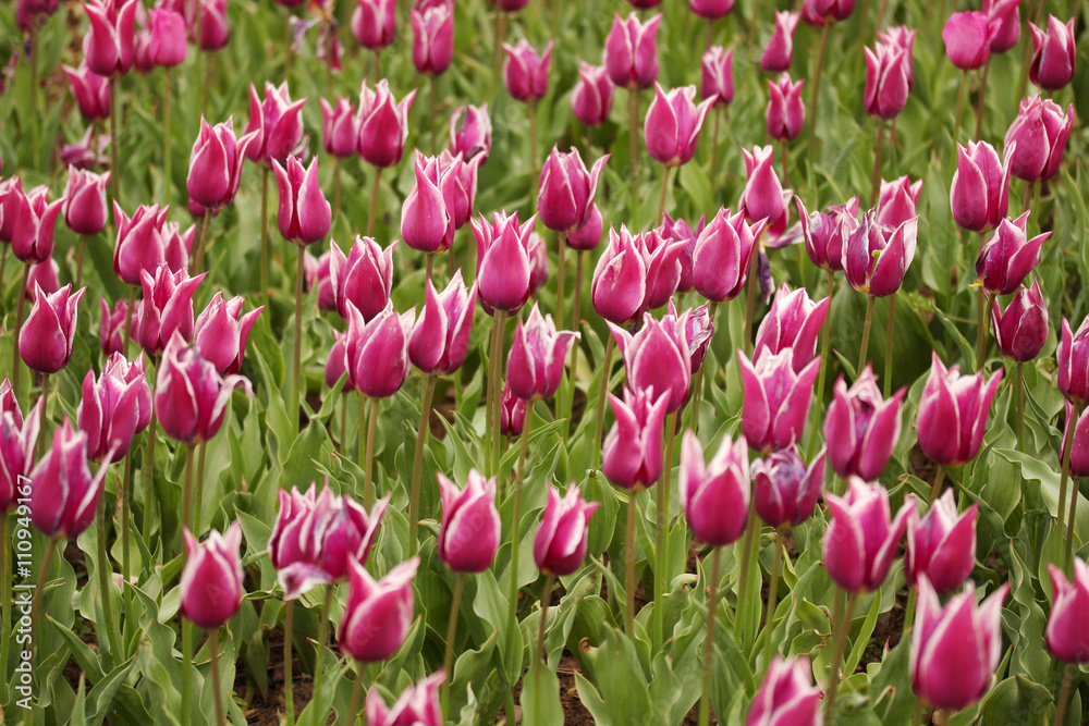 Tulip Tulip
