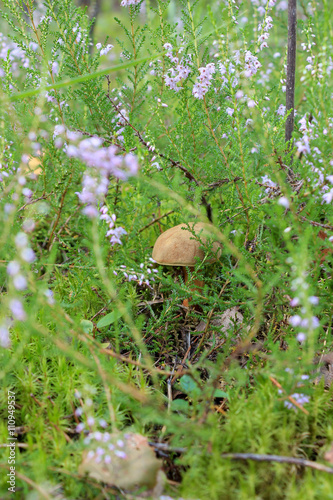 Edible mushroom in the grass in the forest.