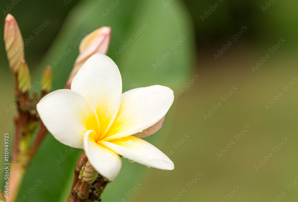 Fototapeta premium Plumeria flower with copy space for background.