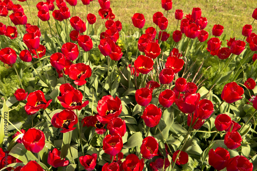 Tulpenbeet im Garten