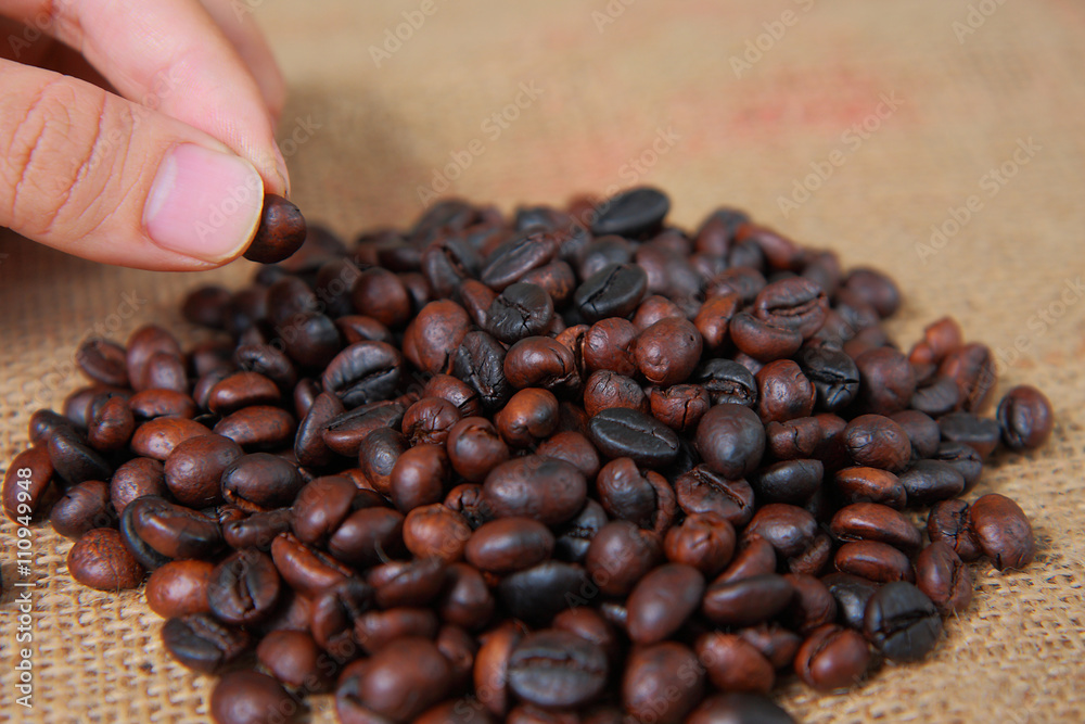 Fototapeta premium Sorting Coffee Beans