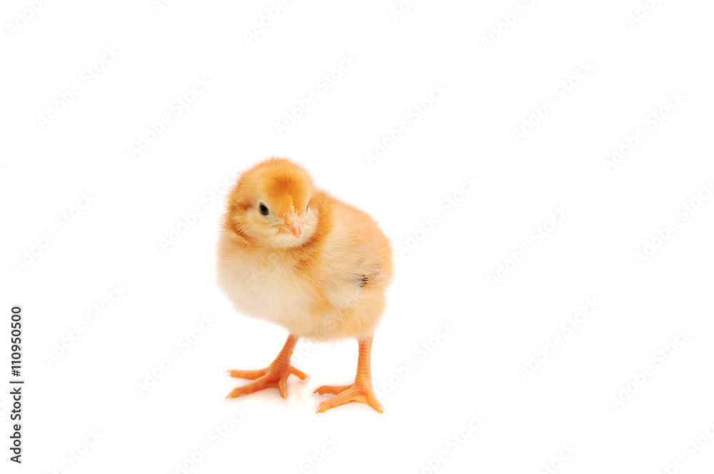 Yellow chicken on the white background Yellow chicken on the white background