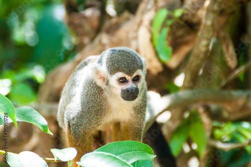 Squirrel monkey at Ile Royale  one of the islands of Iles du Salut  Islands of Salvation  in French Guiana
