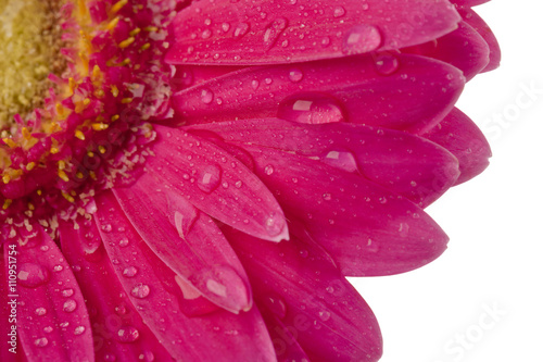 cropped image of wet daisy.