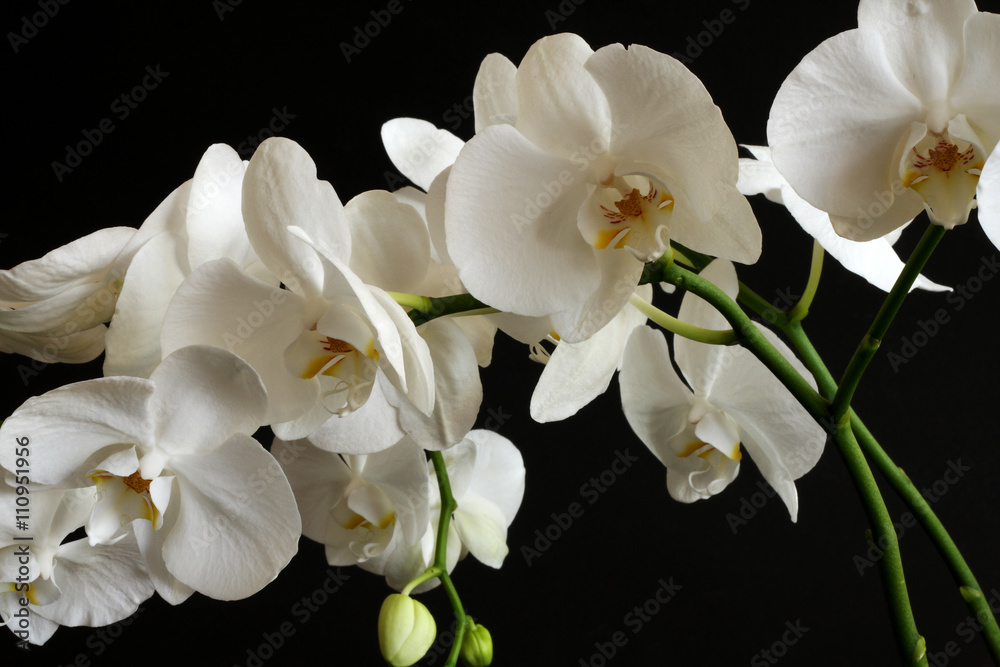 Fototapeta premium kwiat orchidei na czarnym tle