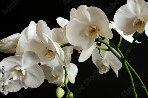 Fototapeta Naklejka Na Ścianę i Meble -  orchid flower on black background