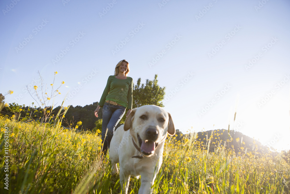 Mature woman walking labrador retriever in sunlit wildflower meadow