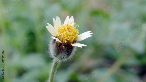 A small flower moving in the wind with de-focused background.