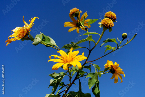 Flower field,  Tree marigold, Mexican tournesol, Mexican sunflower, Japanese sunflower, Nitobe chrysanthemum