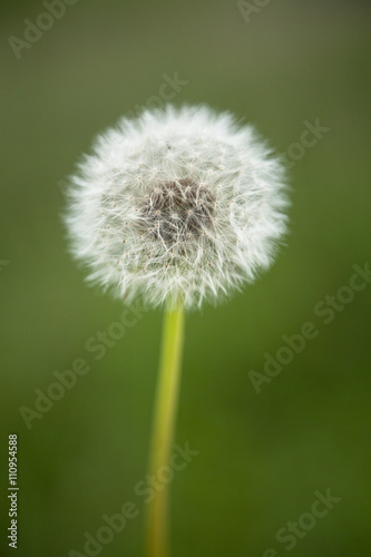 Löwenzahn Pusteblume Wiese