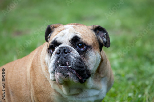 English bulldog dog  © wip-studio