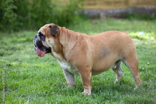 English bulldog