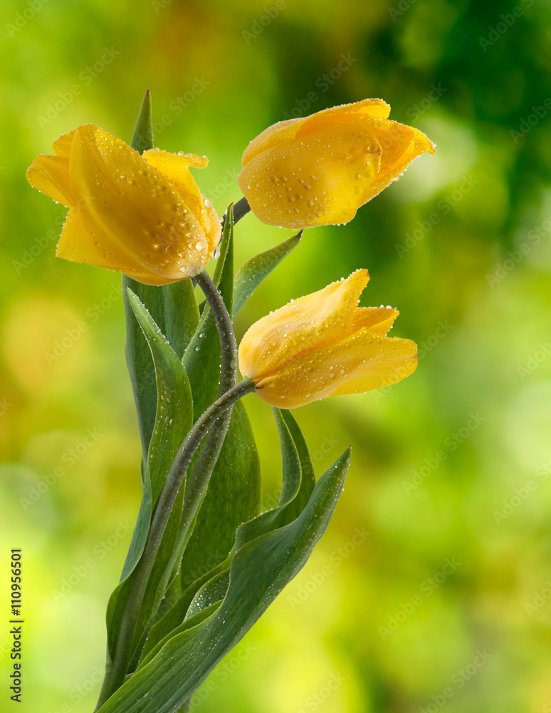 image of tulips in the garden closeup image of tulips in the garden closeup