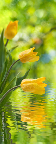 Fototapeta Naklejka Na Ścianę i Meble -  image of tulips in the garden closeup