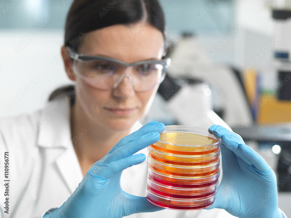 Scientist examining set of petri dishes in microbiology lab Stock Photo