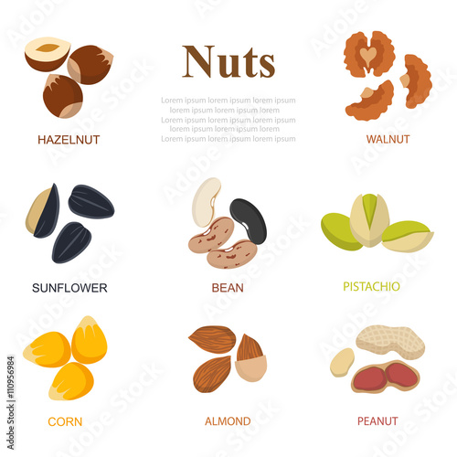 Collection of different nuts vector flat style. Different nuts, walnuts, cashews, almonds on isolated background
