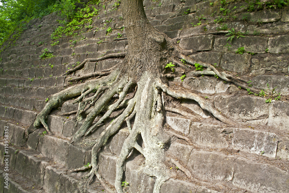 Tree roots in the wall