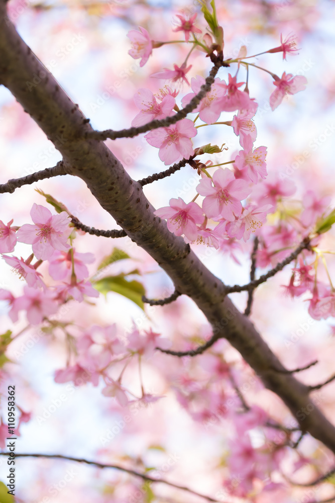 河津桜 河津桜