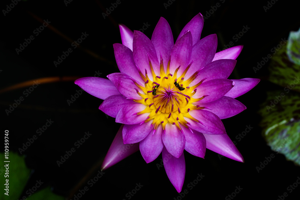 close up of beautiful purple lotus is blooming with dark background