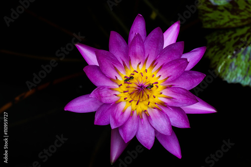 close up of beautiful purple lotus is blooming with dark background